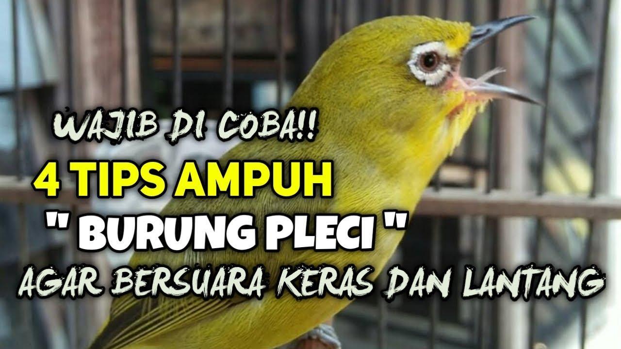 Gacor Bagus: Tips dan Trik untuk Melatih Burung Agar Suara Gacornya Semakin Baik